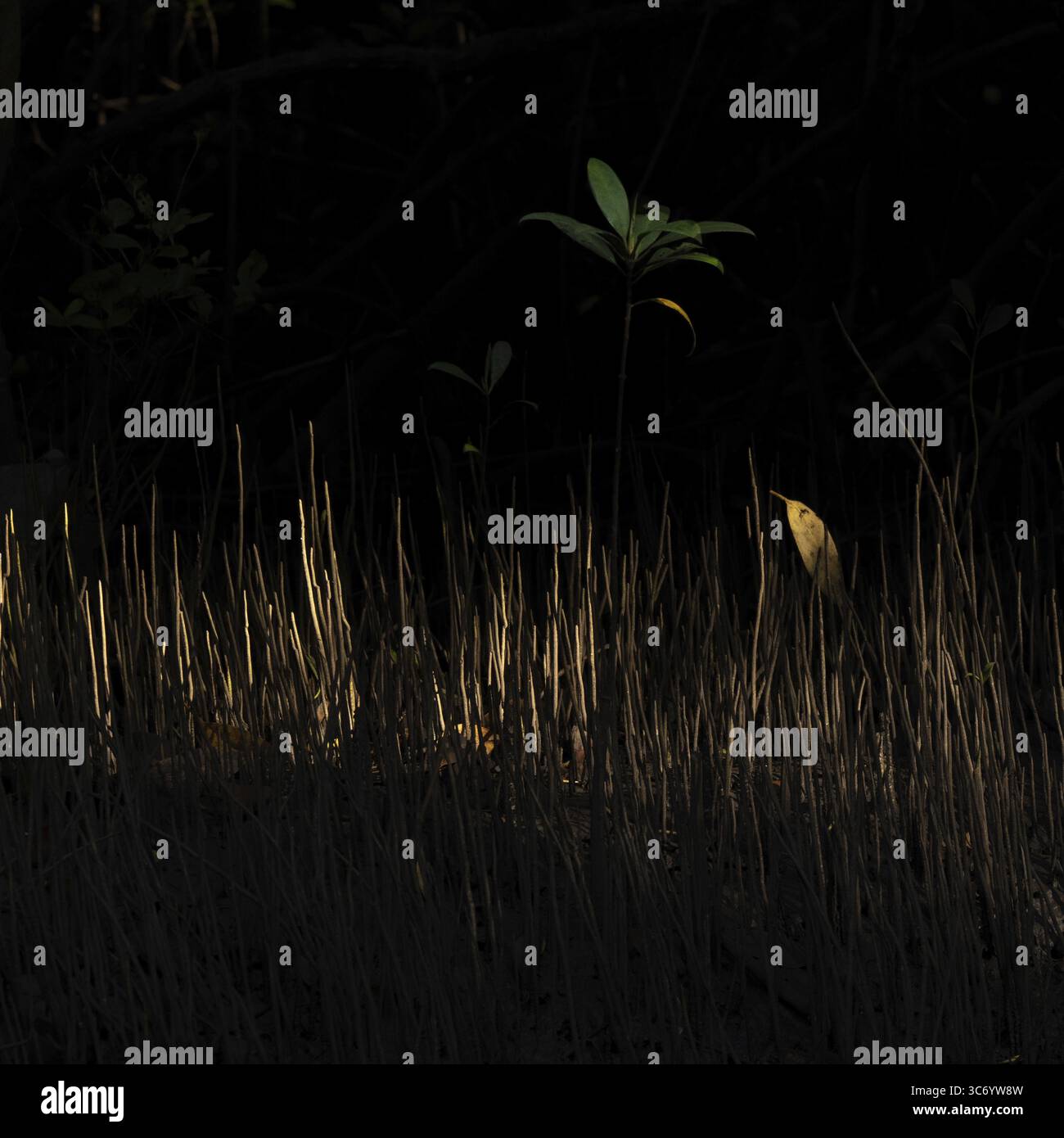 Mangroven, Wald, Details, Sulawesi, Indonesien Stockfoto