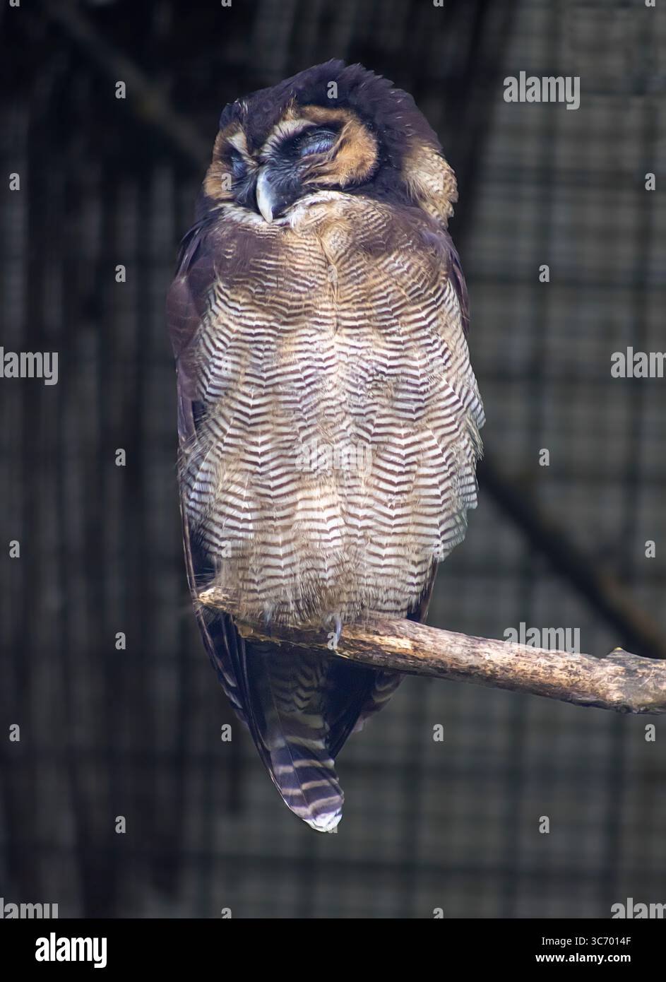 Nahaufnahme-Porträt einer braunen Waldohle Stockfoto