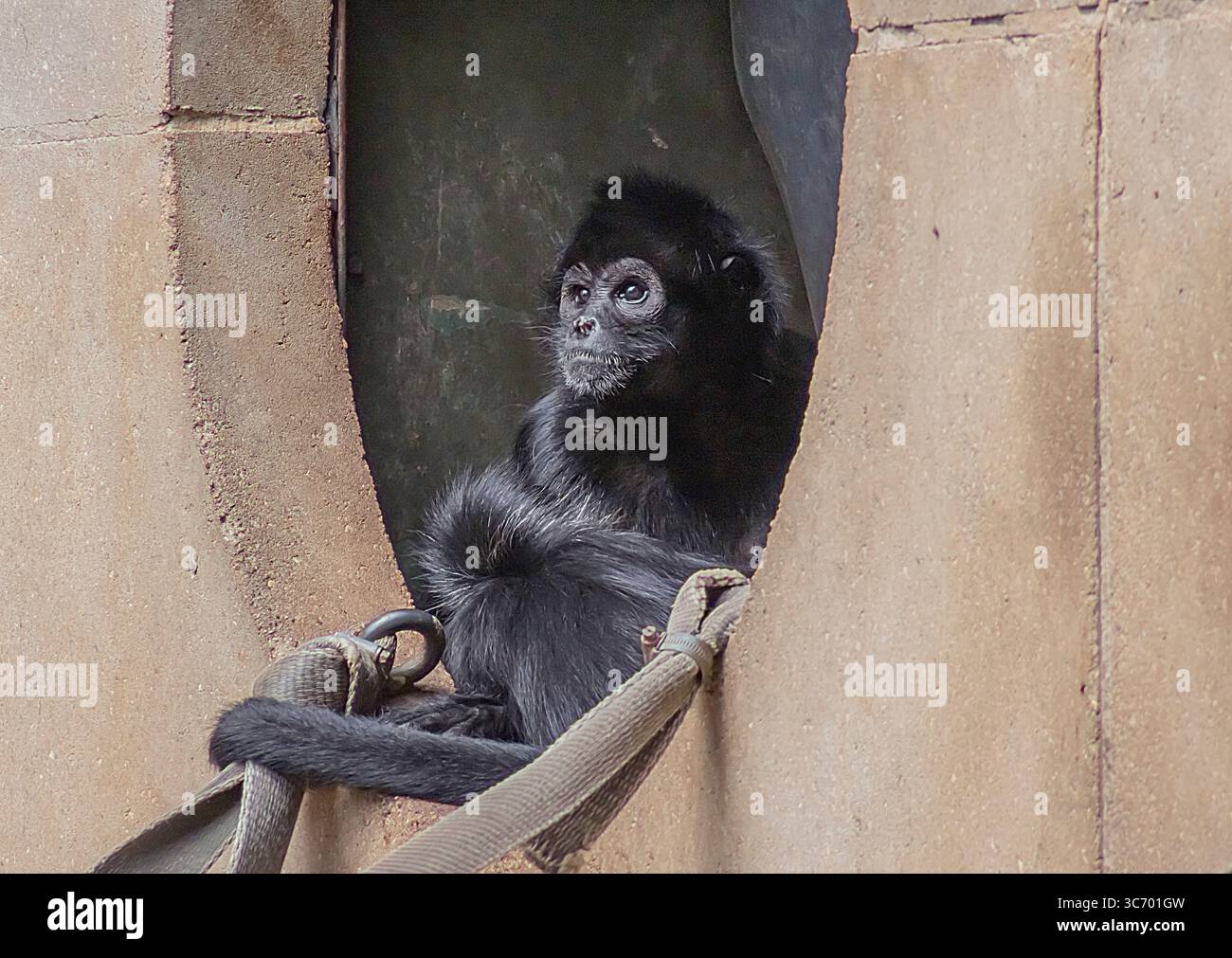 Black Spider Monkey im Chester Zoo Stockfoto