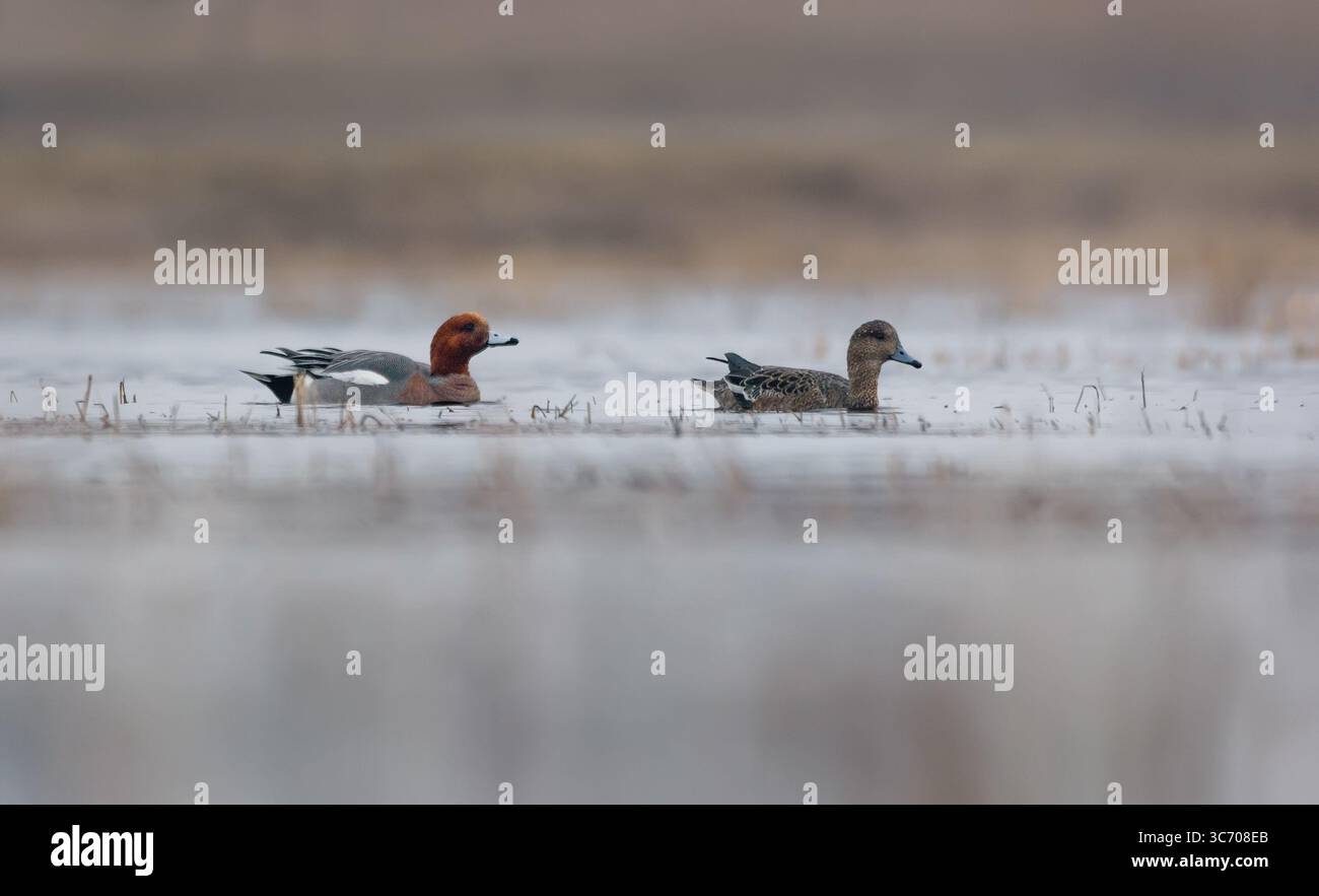 Zwei männliche und weibliche eurasische Weiber (Mareca penelope) schwimmen im Frühjahr zusammen über einem Wasserteich Stockfoto