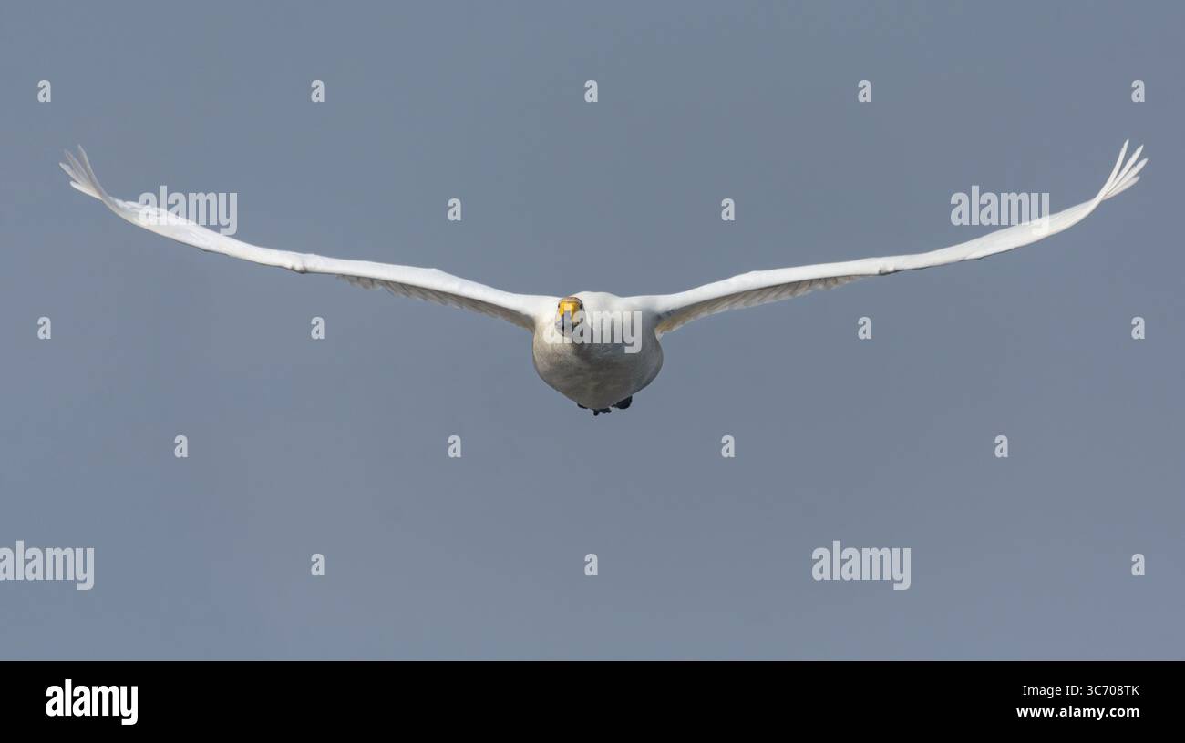 Eintreffender Flug des Whooper-Schwans (Cygnus cygnus) über hellblauem Himmel mit gespreizten Flügeln Stockfoto