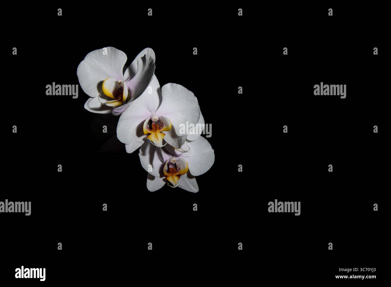 Nahaufnahme der eleganten weißen Phalaenopsis-Orchideen mit gelben und violetten Mitten auf schwarzem Hintergrund, mit feiner Textur und dramatischer Beleuchtung. Stockfoto
