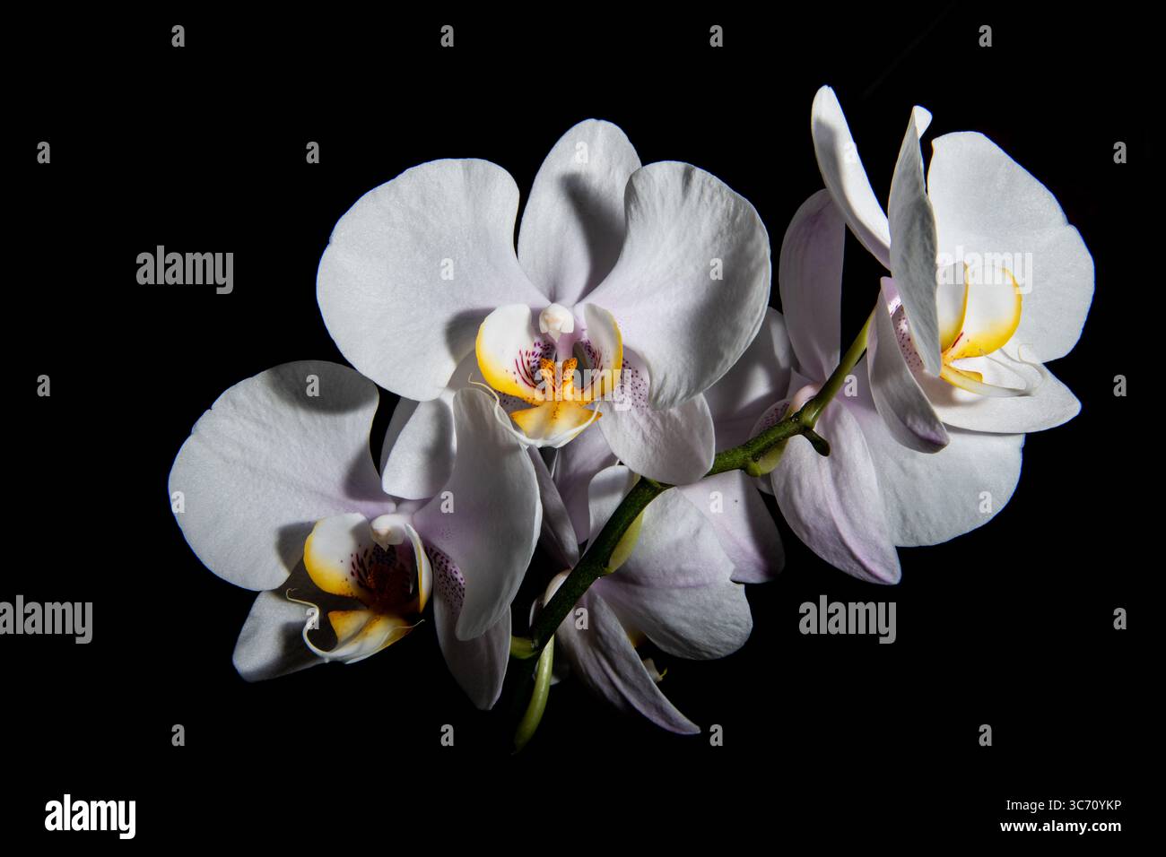 Nahaufnahme der eleganten weißen Phalaenopsis-Orchideen mit gelben und violetten Mitten auf schwarzem Hintergrund, mit feiner Textur und dramatischer Beleuchtung. Stockfoto