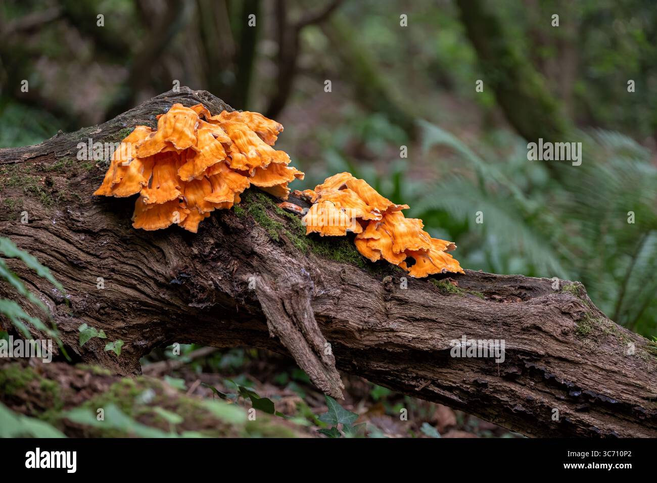 UK. Huhn im Wald, Laetiporus sulphureus. Ein schwefelgelber Klappenpilz, der auf einer umgefallenen Eiche im englischen Wald wächst Stockfoto