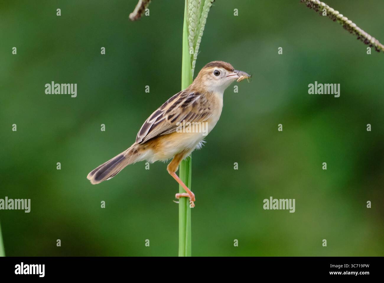 Drolligen Cistensänger Stockfoto