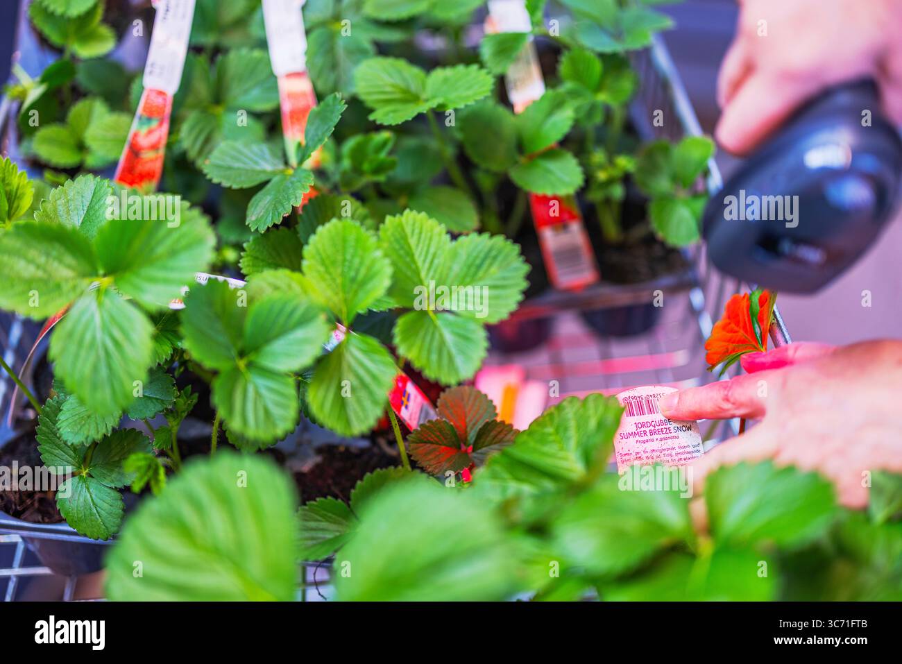 Nahaufnahme einer Person, die Barcode-Etiketten von Erdbeerpflanzen im Warenkorb im Gartengeschäft scannt. Uppsala. Schweden. Stockfoto