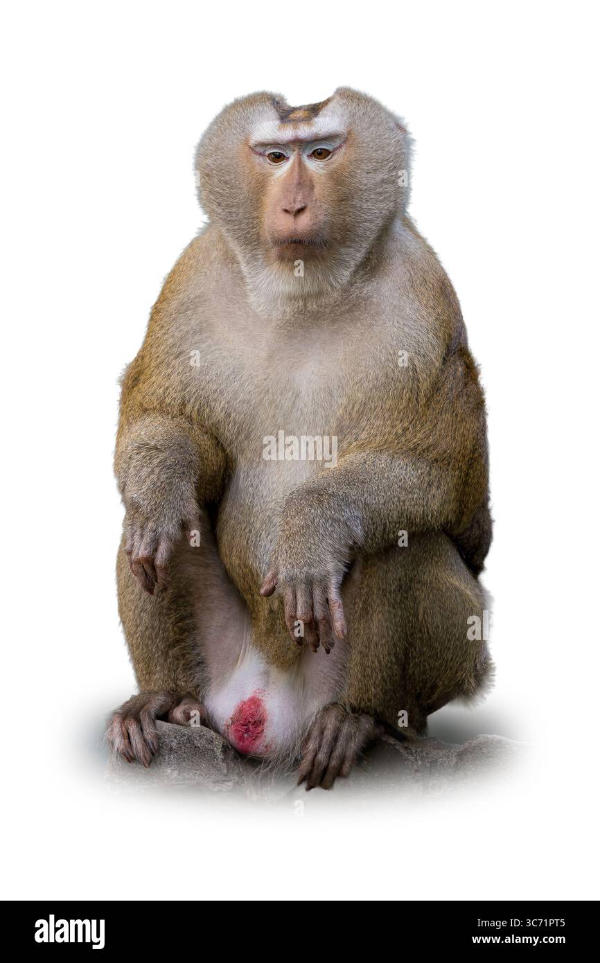 Ganzkörperansicht eines Schwanzmakaken in sitzender Haltung auf einem Felsen, mit detaillierter Pelzstruktur und ausdrucksstarkem Gesicht, isoliert auf weiß – ideal für Wildtiere Stockfoto Ganzkörperansicht eines Schwanzmakaken in sitzender Haltung auf einem Felsen, mit detaillierter Pelzstruktur und ausdrucksstarkem Gesicht, isoliert auf weiß – ideal für Wildtiere Stockfoto