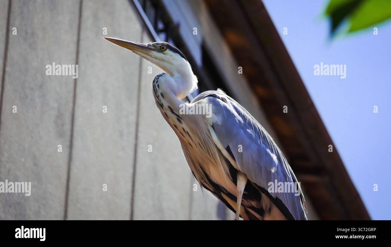 Nahaufnahme eines grauen Reihers, der in der Nähe eines Gebäudes in Japan steht Stockfoto