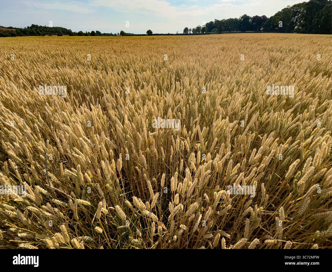 Weizenfeld in der Nähe von Malton in North Yorkshire im Nordosten Englands Stockfoto
