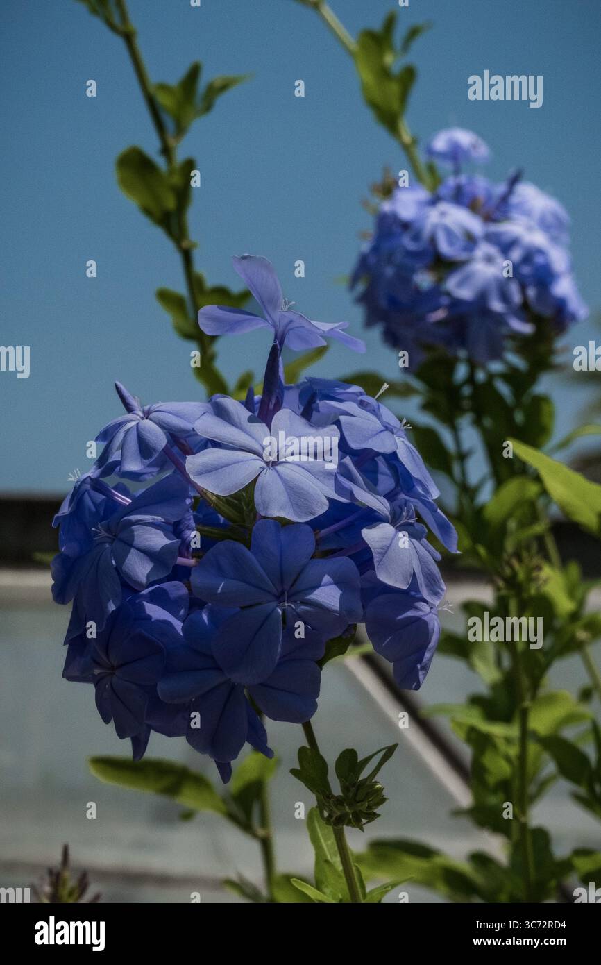 Blaue Jasminblüten in einem botanischen Garten Stockfoto