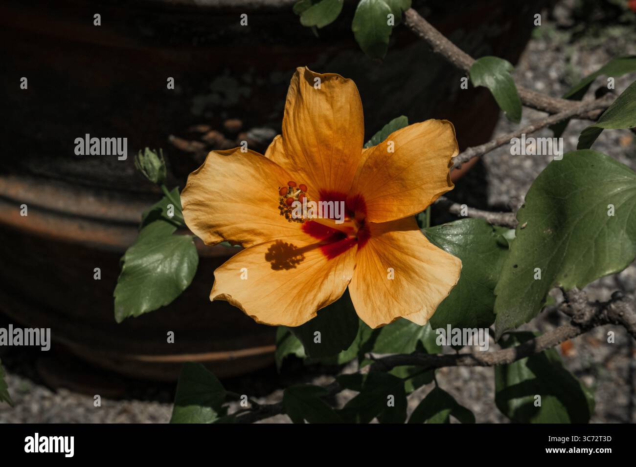 Orangene Hibiskusblüte in einem botanischen Garten Stockfoto