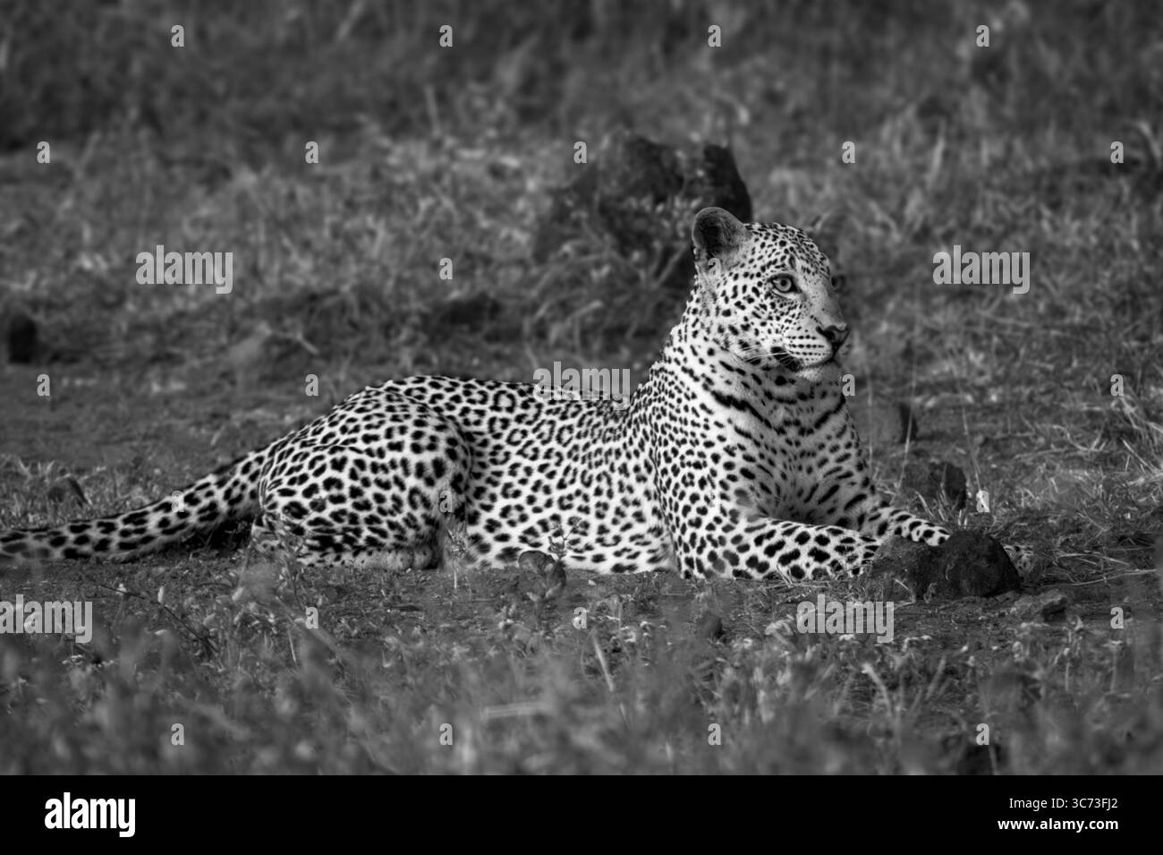 Mono Leopard liegt in der Reinigung der Scan-Savanne Stockfoto