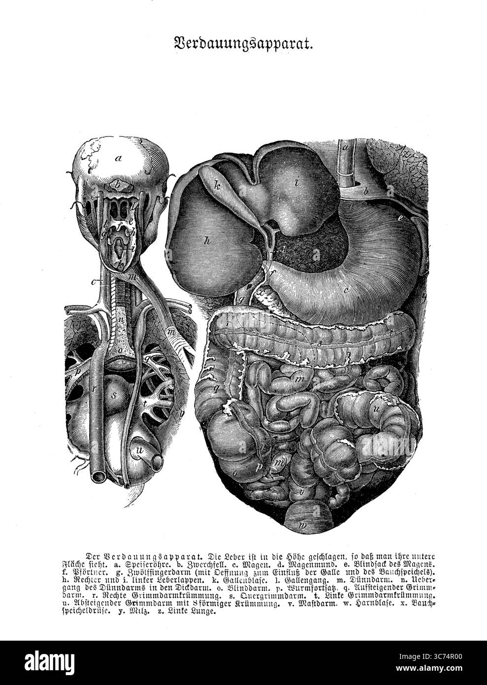 Anatomie des Verdauungssystems, Stich aus dem 19. Jahrhundert mit deutschen Beschreibungen Stockfoto