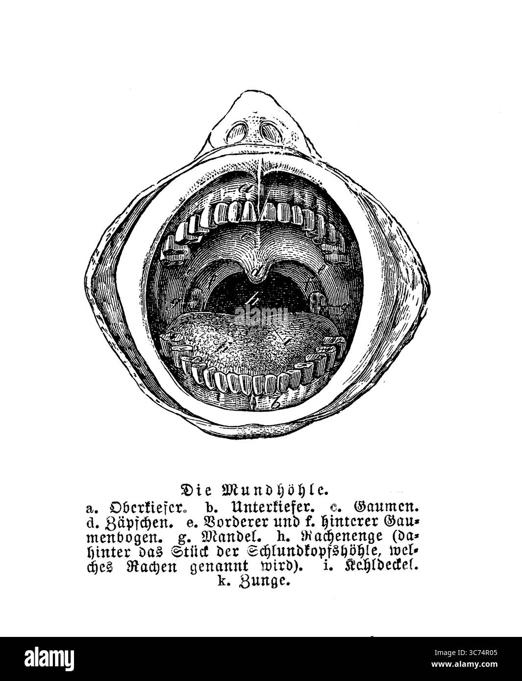 Mundhöhlenanatomie, Stich aus dem 19. Jahrhundert mit deutschen Beschreibungen Stockfoto
