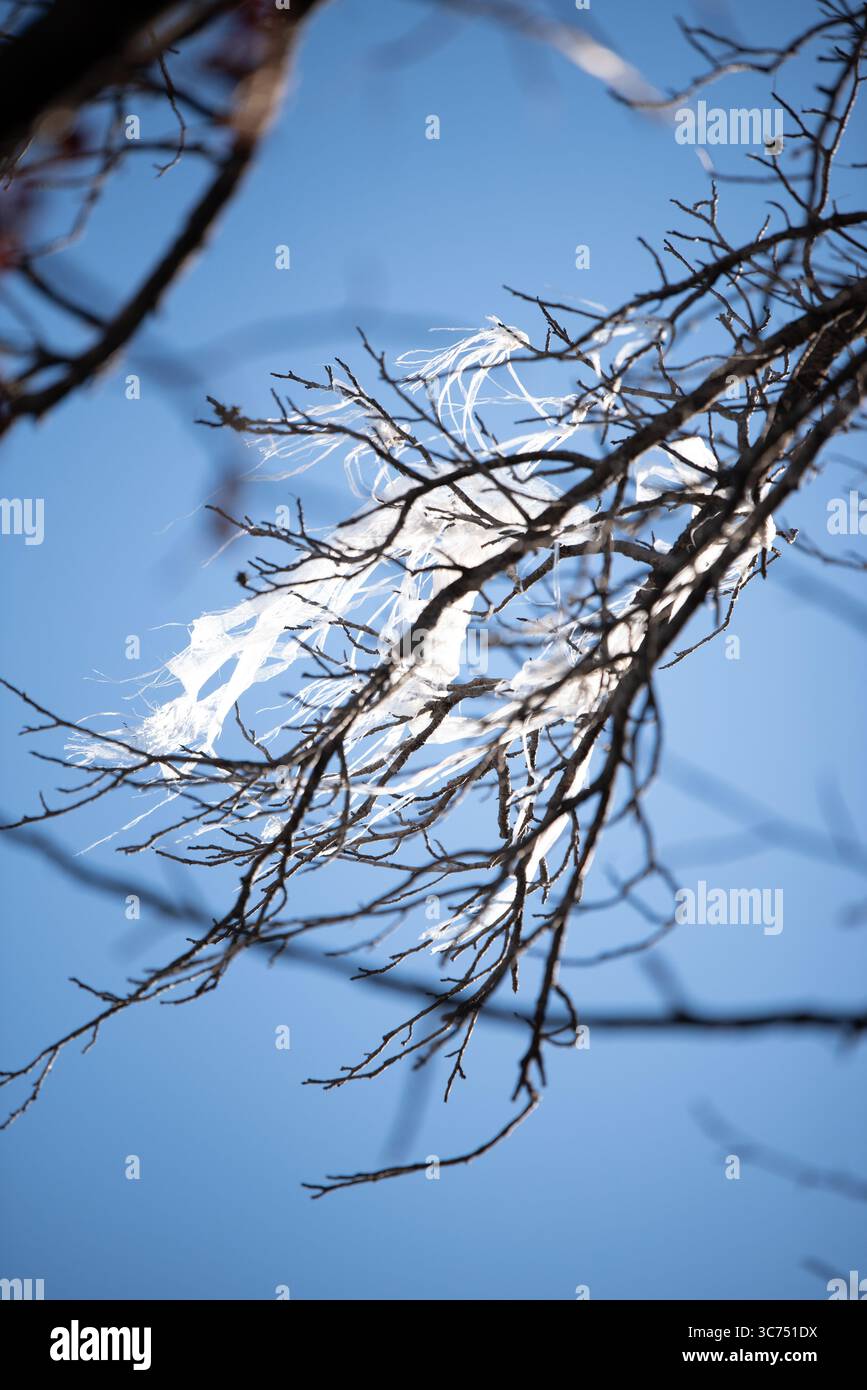 Ein fließendes Spinnennetz auf einem Baumzweig, das sich vor einem blauen Himmel befindet. Stockfoto