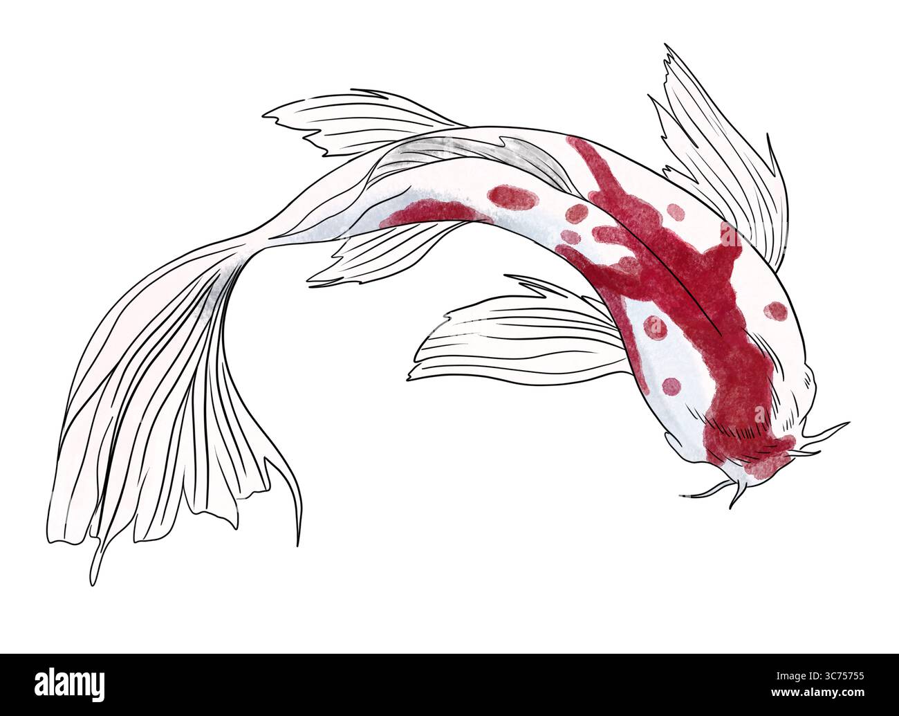 Anmutiger Koi-Fisch mit langen fließenden Flossen und roten Markierungen, gezeichnet in Tinte und Aquarellstil auf weißem Hintergrund. Ideal für Tattoo-Design, minimalistisch Stockfoto