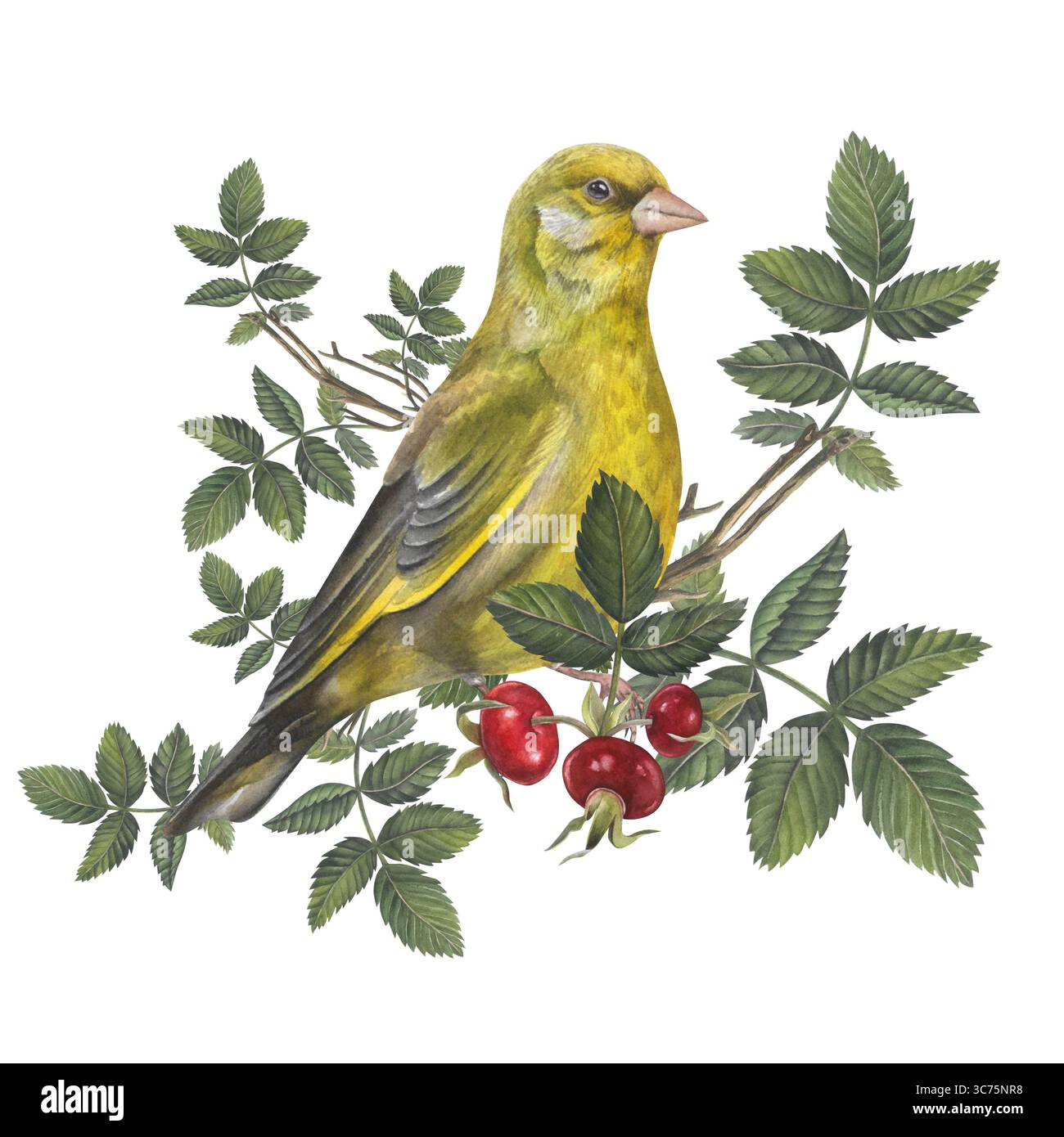 Grünfinkenvogel auf Rosenhüftzweig mit Früchten und Blättern. Wasserfarbenzusammensetzung isoliert auf weißem Hintergrund. Handgezeichnet. Für Konstruktionsvorlagen Stockfoto