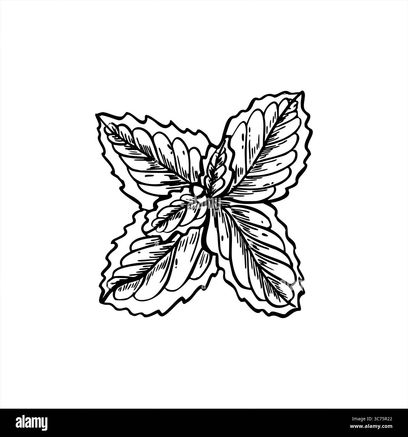 Frisches Minzgrün hinterlässt Schwarzweiß-Vektorillustration in der Draufsicht, gemalt mit schwarzen Tinten. Detaillierte Skizze der melissa-Zweige in Schwarz-weiß. Stock Vektor