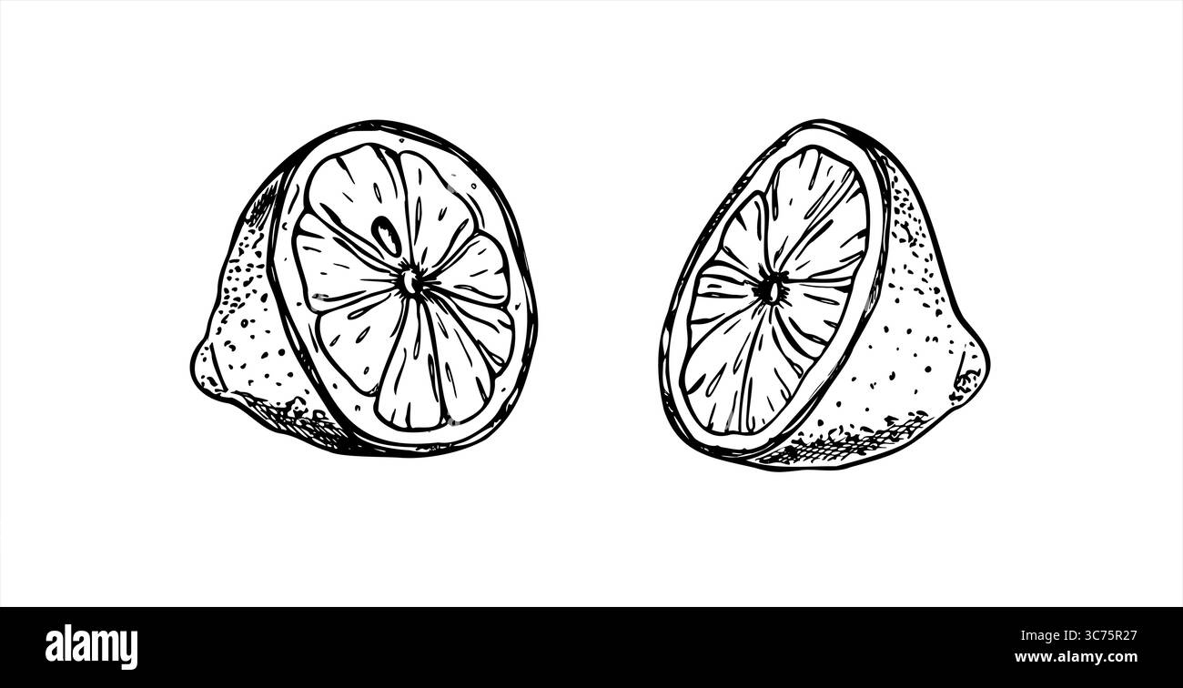 Geschnittene reife Zitronenvektor-Illustration in schwarz-weiß Gravurstil. Zwei einfarbige, halb Zitrusfrüchte realistische grafische Skizze. Kalkstück Stock Vektor