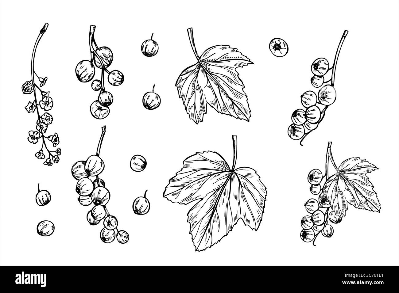 Einfarbige Johannisbeere Raceme mit Beeren, Blumen und Blättern Vektor isolierte Illustration Set. Stachelbeerskizze für Verpackungen von Bio-Lebensmitteln Stock Vektor