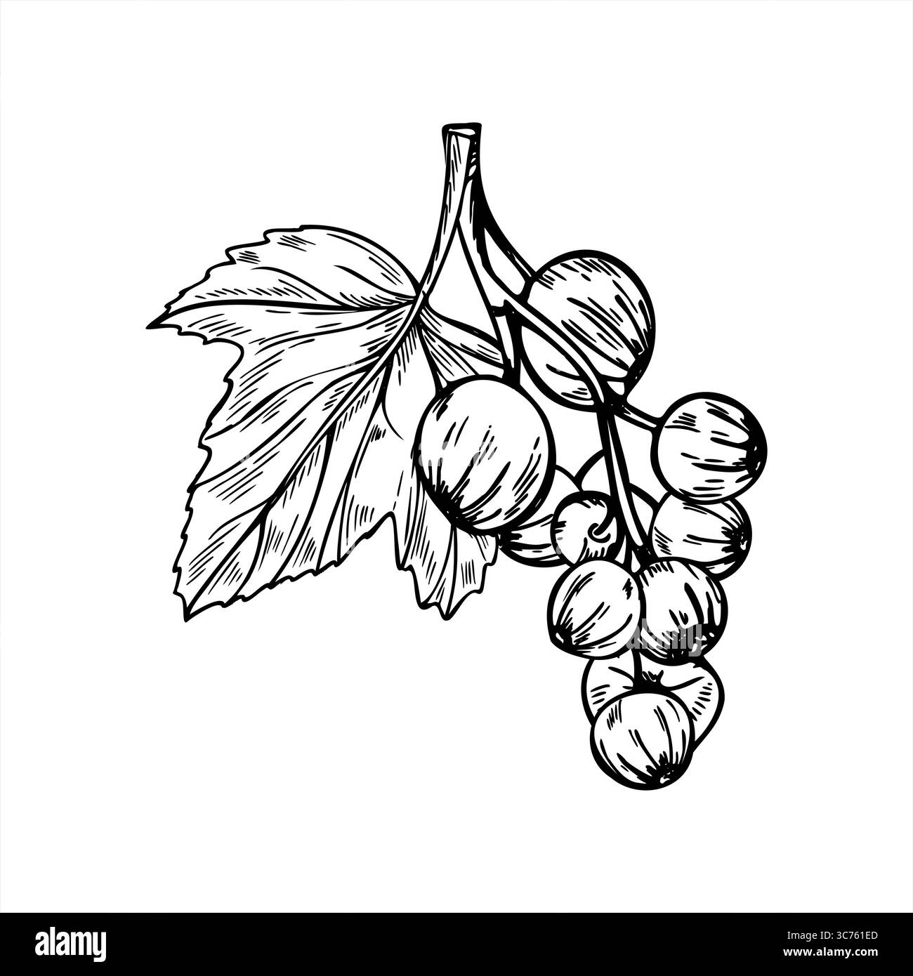 Monochrome schwarze Johannisbeerzweig mit Beeren und Blattvektor Illustration gemalt von schwarzen Tinten. Handgezeichneter Beerenstrauch. Gartengemälde mit Beeren Stock Vektor