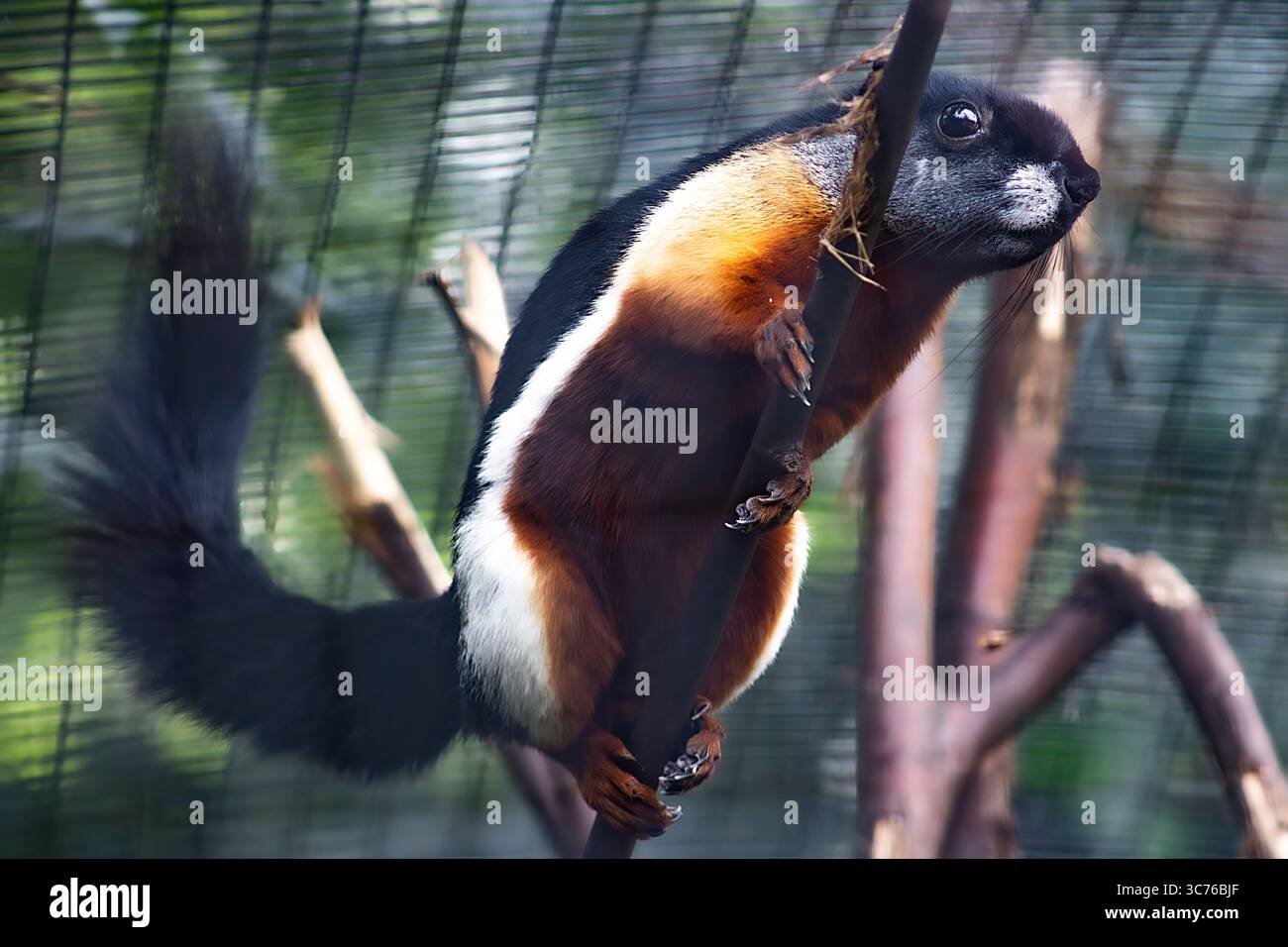 Prevost-Eichhörnchen - Nahaufnahme des Prevost-Eichhörnchens im Zoo-Habitat Stockfoto