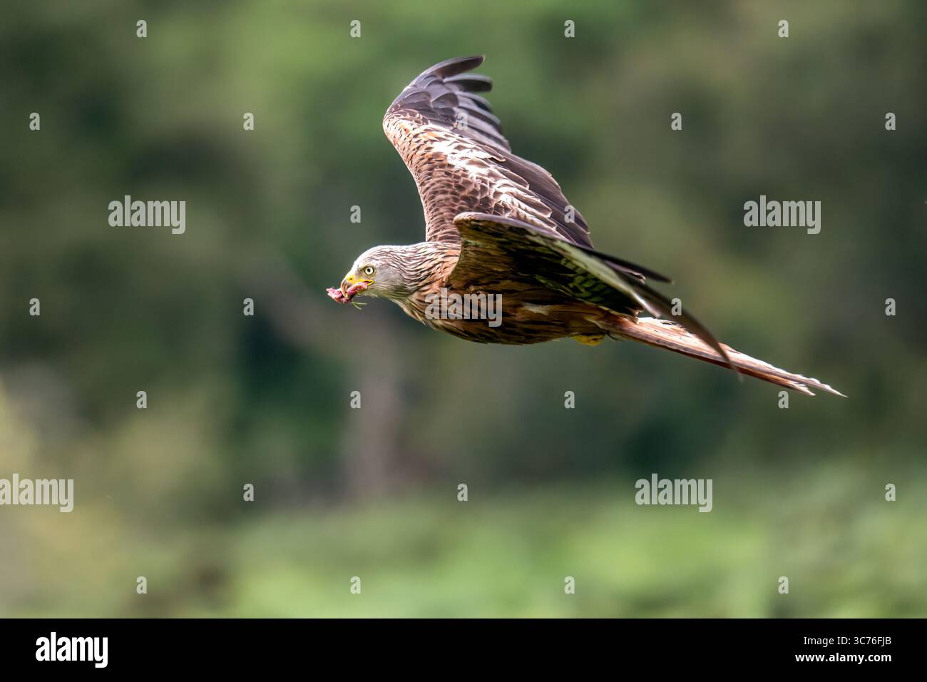 Roter Drachenvogel, der im Wind fliegt. Rote Drachen sind markante Raubvögel, leicht erkennbar an ihrem rötlich-braunen Gefieder, abgewinkelten Flügeln mit weißem Klaps Stockfoto
