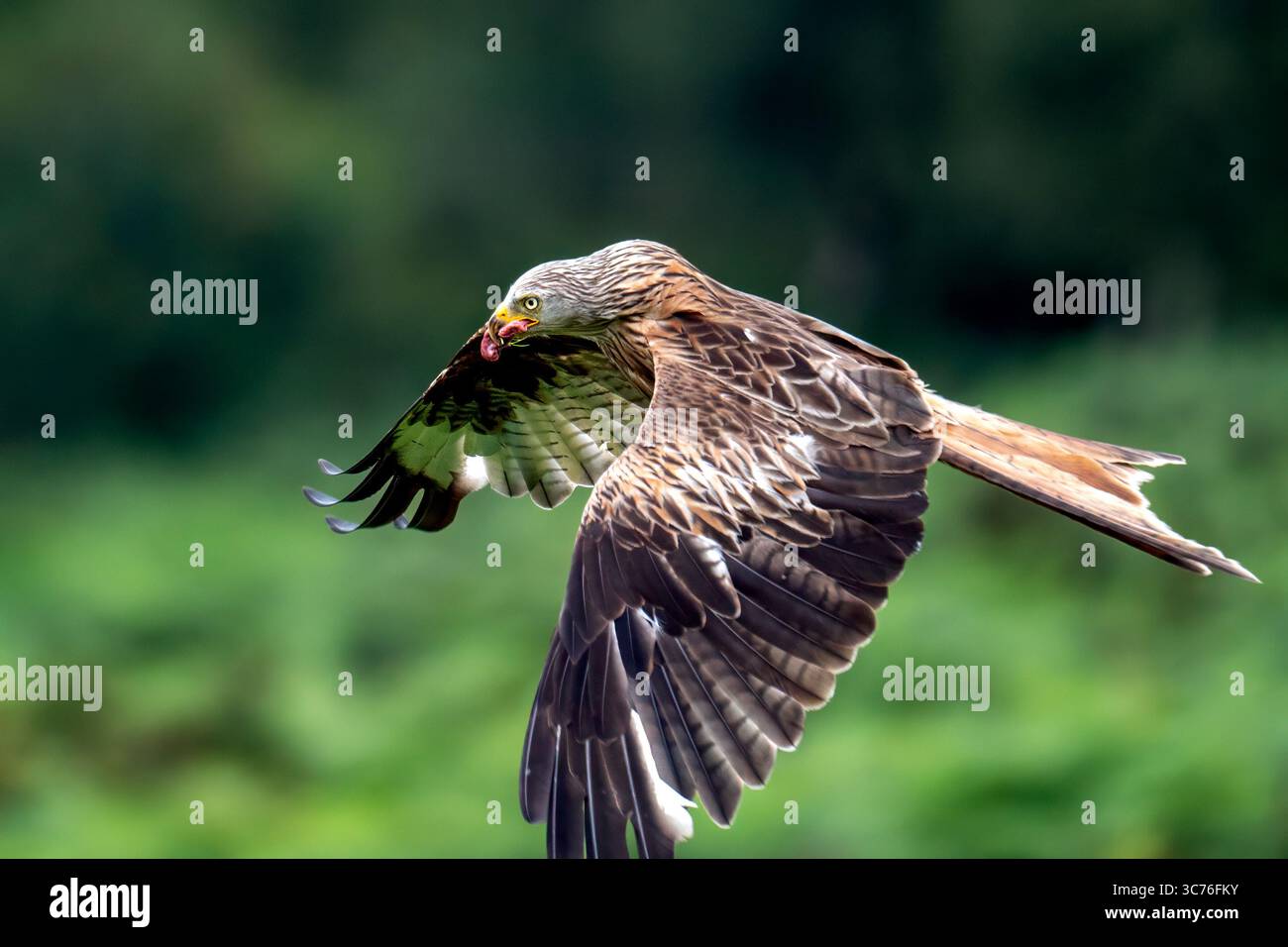 Roter Drachenvogel, der im Wind fliegt. Rote Drachen sind markante Raubvögel, leicht erkennbar an ihrem rötlich-braunen Gefieder, abgewinkelten Flügeln mit weißem Klaps Stockfoto
