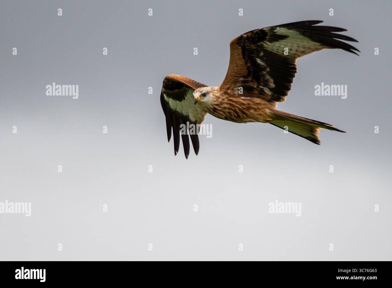 Roter Drachenvogel, der im Wind fliegt. Rote Drachen sind markante Raubvögel, leicht erkennbar an ihrem rötlich-braunen Gefieder, abgewinkelten Flügeln mit weißem Klaps Stockfoto