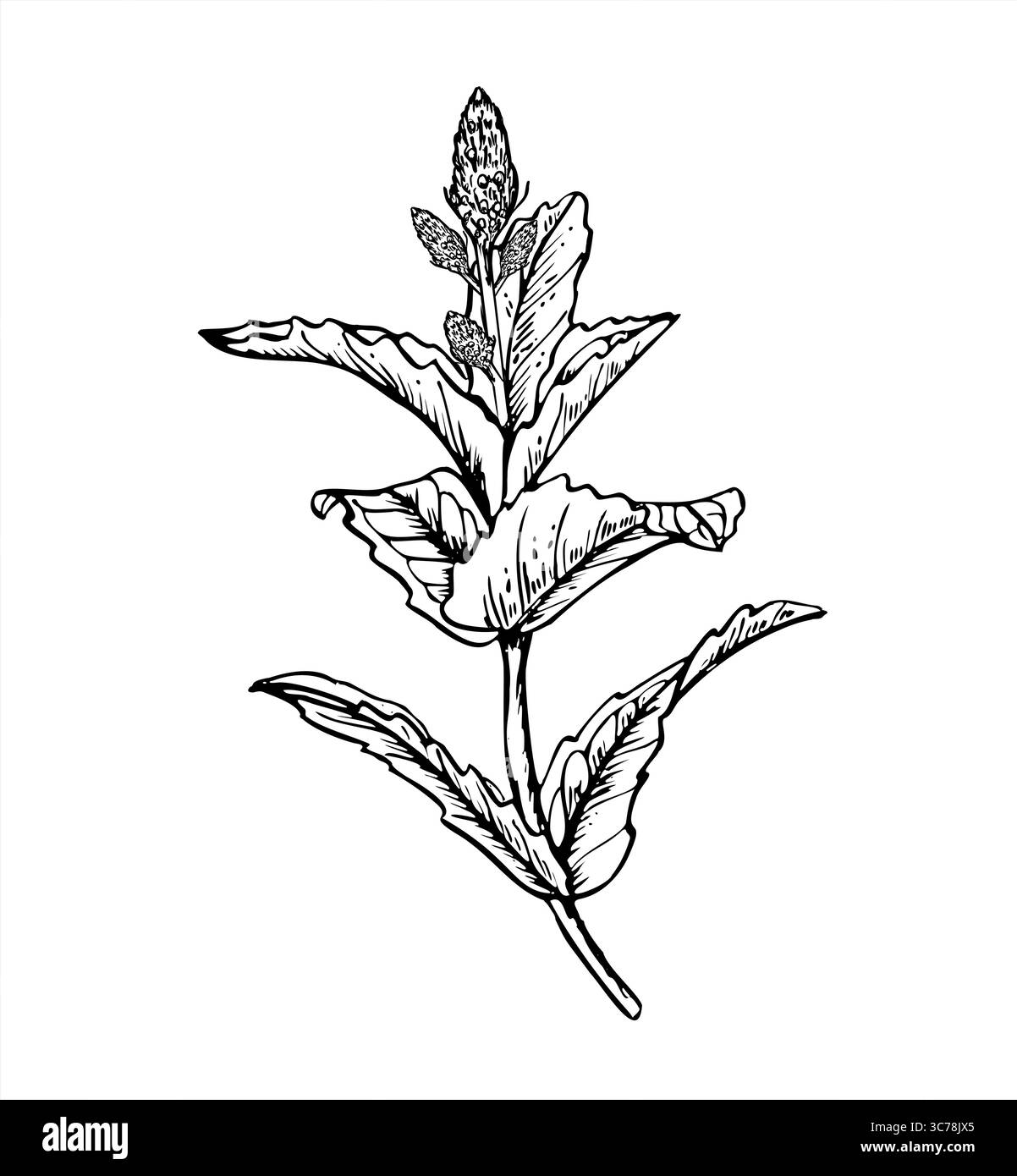 Blühender Minzzweig mit Blätter monochrome Vektor-Illustration. Aromatischer melissa-Zweig in Blütenskizze mit schwarzer Tinte gemalt. Gewürzkraut Stock Vektor