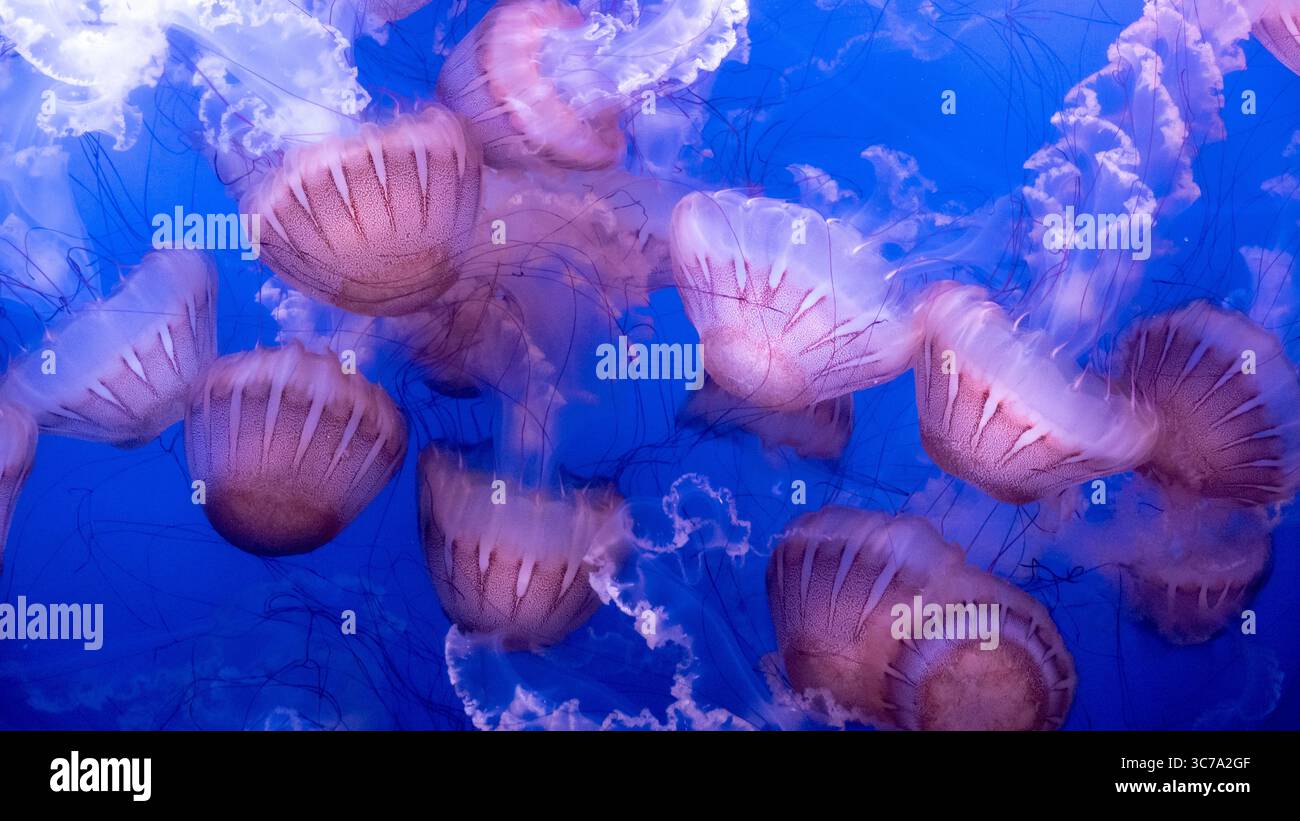 Eine faszinierende Gruppe von Quallen, die durch das tiefblaue Wasser treiben. Stockfoto