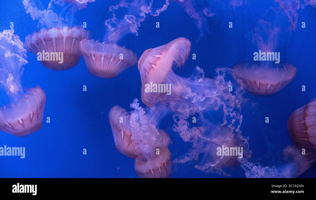 Eine faszinierende Gruppe von Quallen, die durch das tiefblaue Wasser treiben. Stockfoto