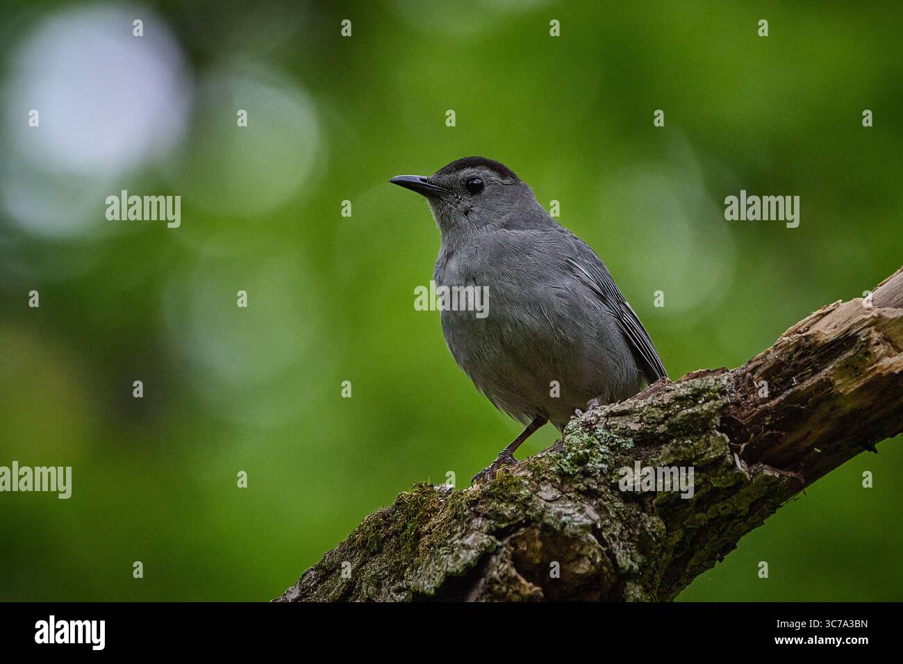 Grauer Katzenvogel Stockfoto