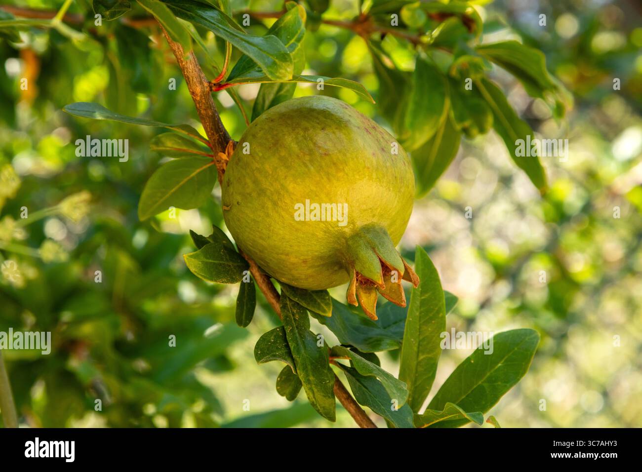 Granatapfelanbau, Sitges, Katalonien, Spanien. Stockfoto
