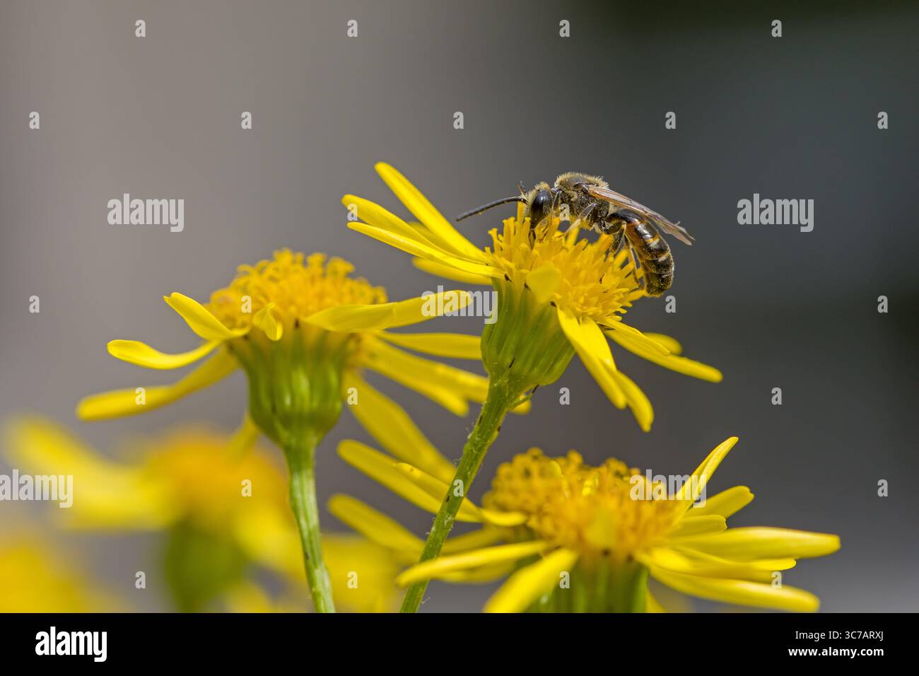 Nahaufnahme einer Bergbaubiene auf einer gelben Ragwurzblüte mit verschwommenem grauen Hintergrund und Sonnenlicht Stockfoto