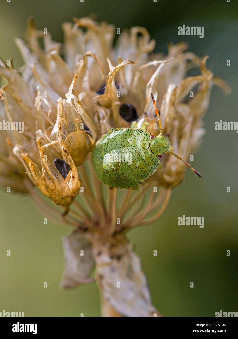 Nahaufnahme einer kleinen grünen Nymphe in der dritten Stufe einer grünen Schildkäfer auf einer verblassten allium-Blume Stockfoto