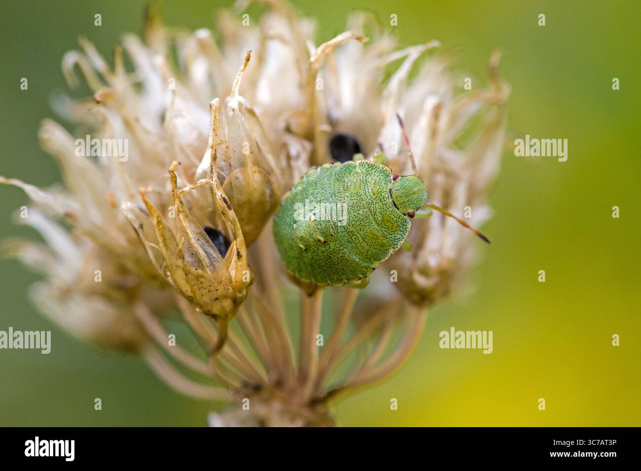 Nahaufnahme einer kleinen grünen Nymphe in der dritten Stufe einer grünen Schildkäfer auf einer verblassten allium-Blume Stockfoto