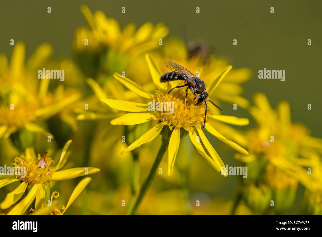 Nahaufnahme einer Bergbaubiene auf einer gelben Ragwurzblüte mit verschwommenem grünem Hintergrund und Sonnenlicht Stockfoto