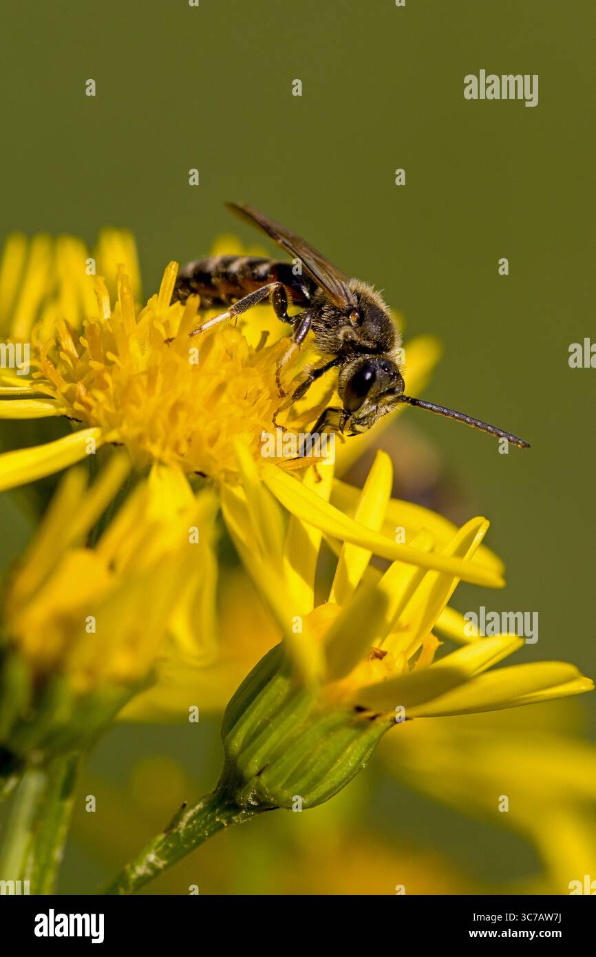 Nahaufnahme einer Bergbaubiene auf einer gelben Ragwurzblüte mit verschwommenem grünem Hintergrund und Sonnenlicht Stockfoto