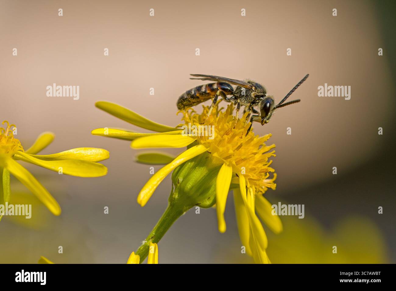 Nahaufnahme einer Bergbaubiene auf einer gelben Ragwurzblüte mit verschwommenem grünem Hintergrund und Sonnenlicht Stockfoto
