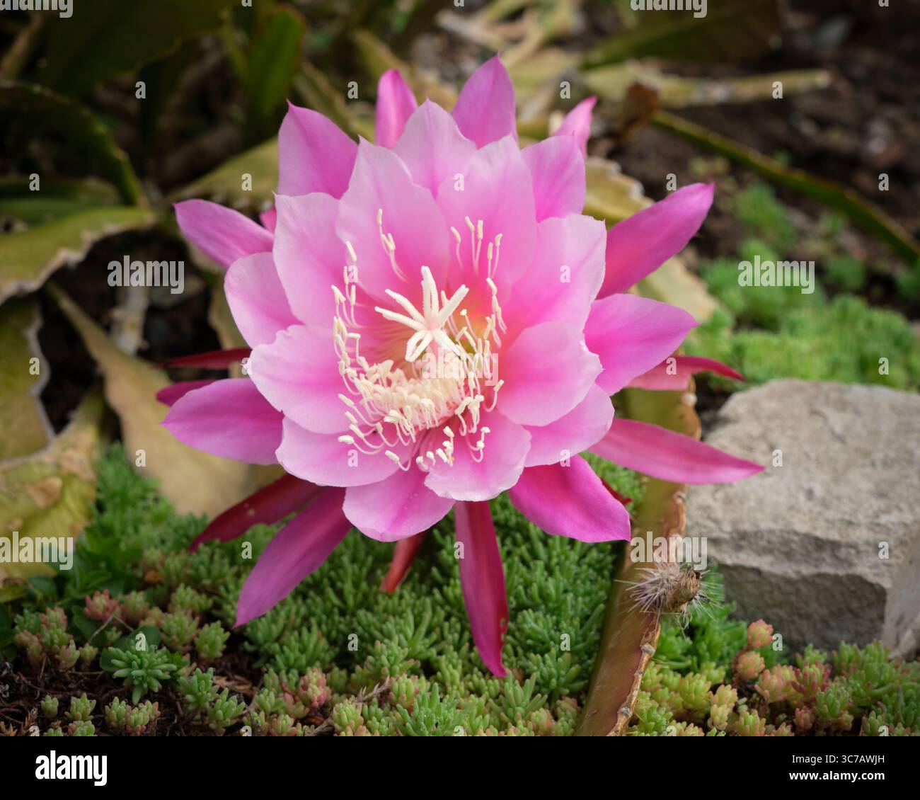 Rosa kaktus -Fotos und -Bildmaterial in hoher Auflsung  Alamy