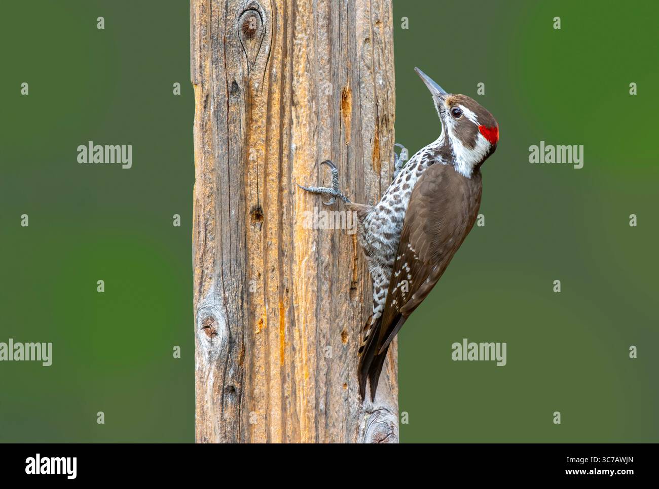 Arizona Woodpecker Picoides arizonae Madera Canyon, Santa Cruz County, Arizona, Vereinigte Staaten 11. Dezember 2018 Erwachsene Männlich Picidae Stockfoto