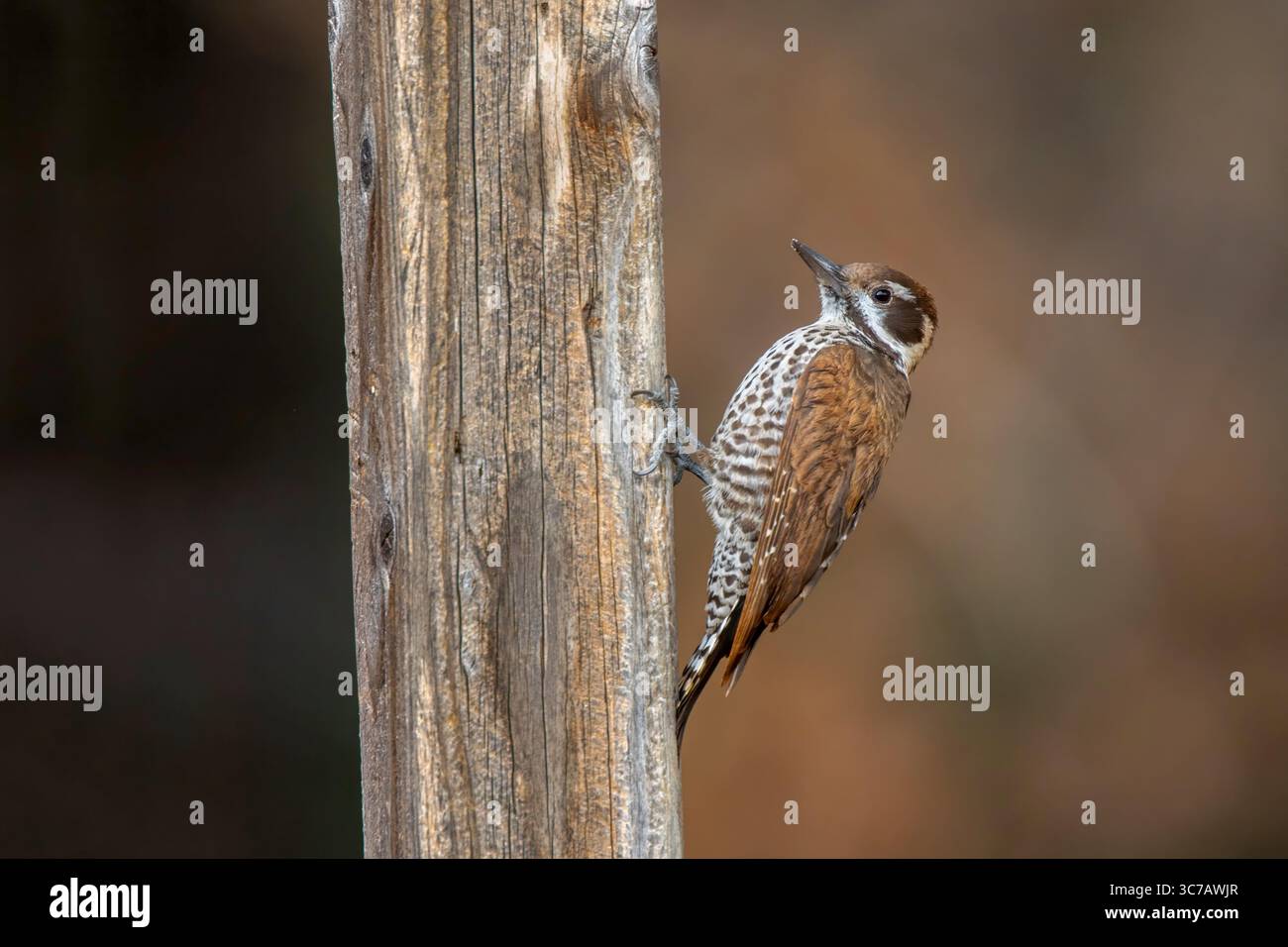 Arizona Woodpecker Picoides arizonae Madera Canyon, Santa Cruz County, Arizona, Vereinigte Staaten 11. Dezember 2018 Erwachsene Weiblich Picidae Stockfoto