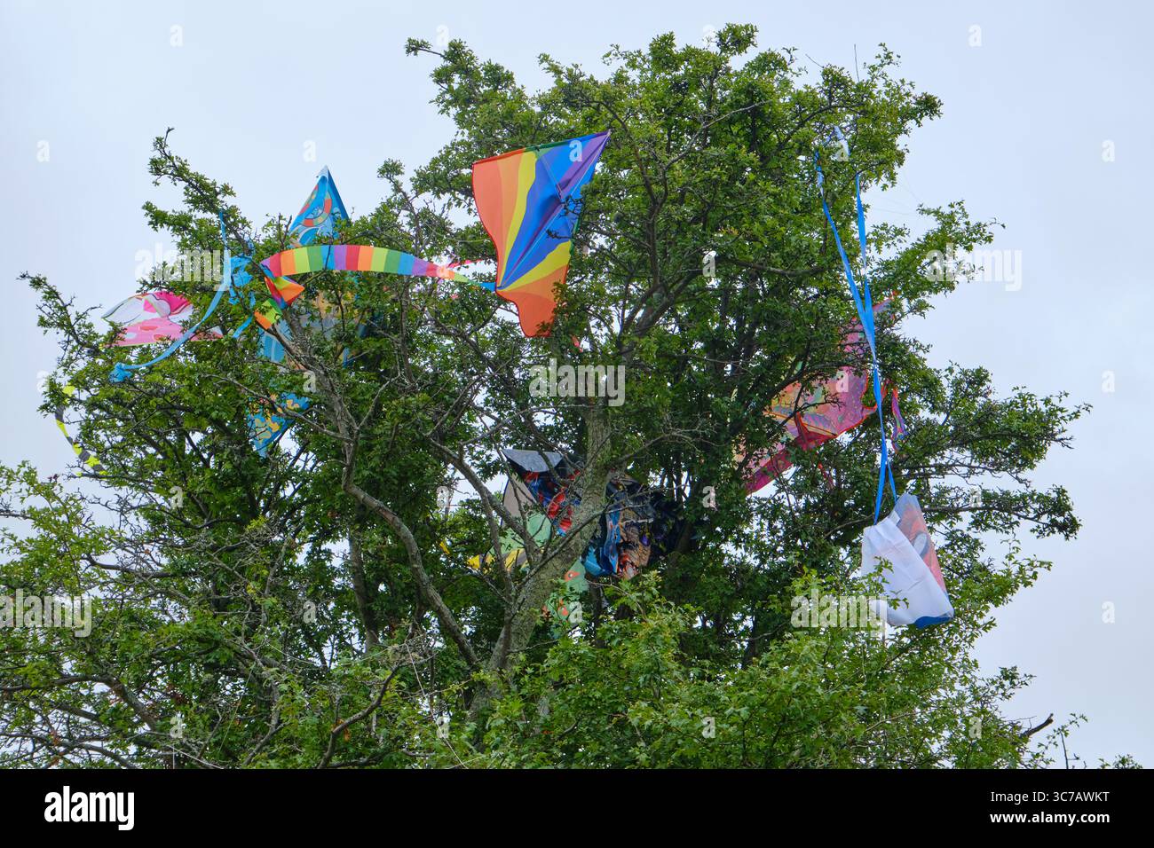 Viele Drachen, die im Anschluss an das Drachenfest auf dem Baum gefangen wurden. Stockfoto