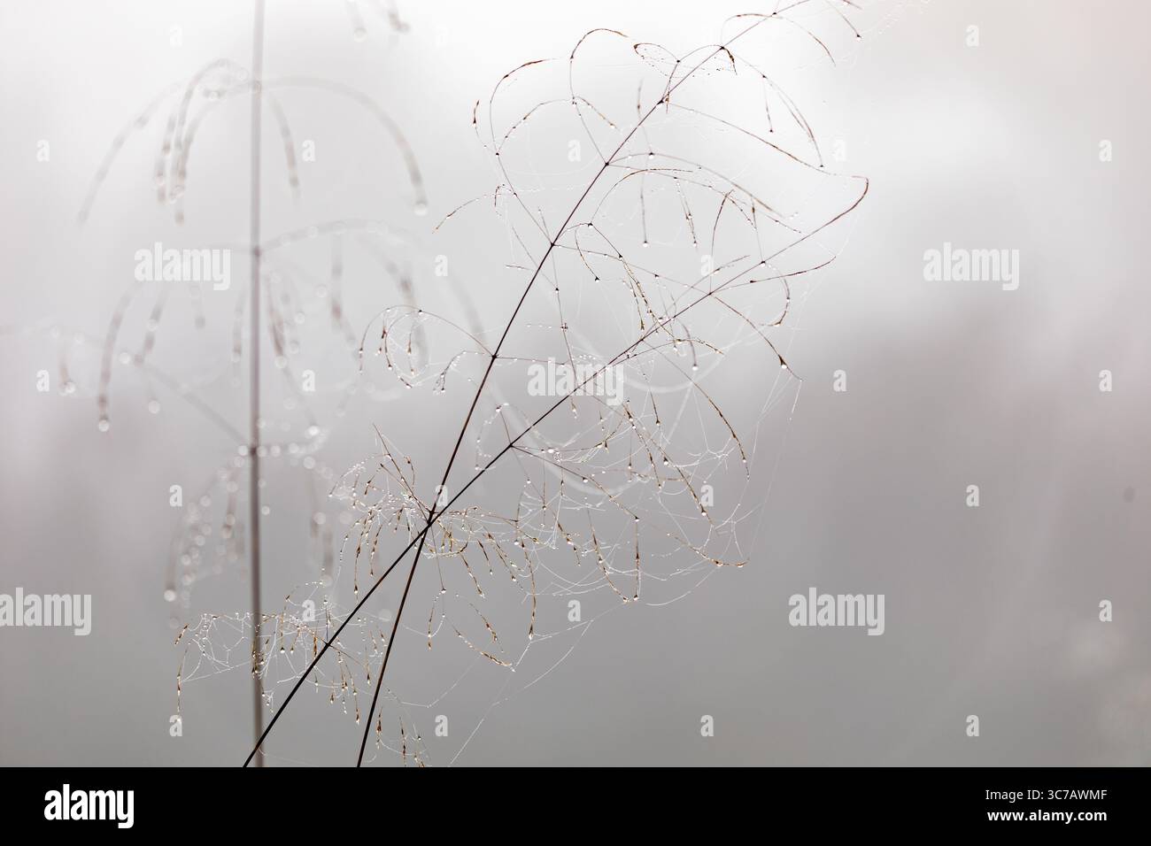Zarte Spinnennetze mit Morgentau, die auf feinen Grasstämmen vor weichem, nebeligem Hintergrund im frühen Herbstlicht glitzern. Stockfoto