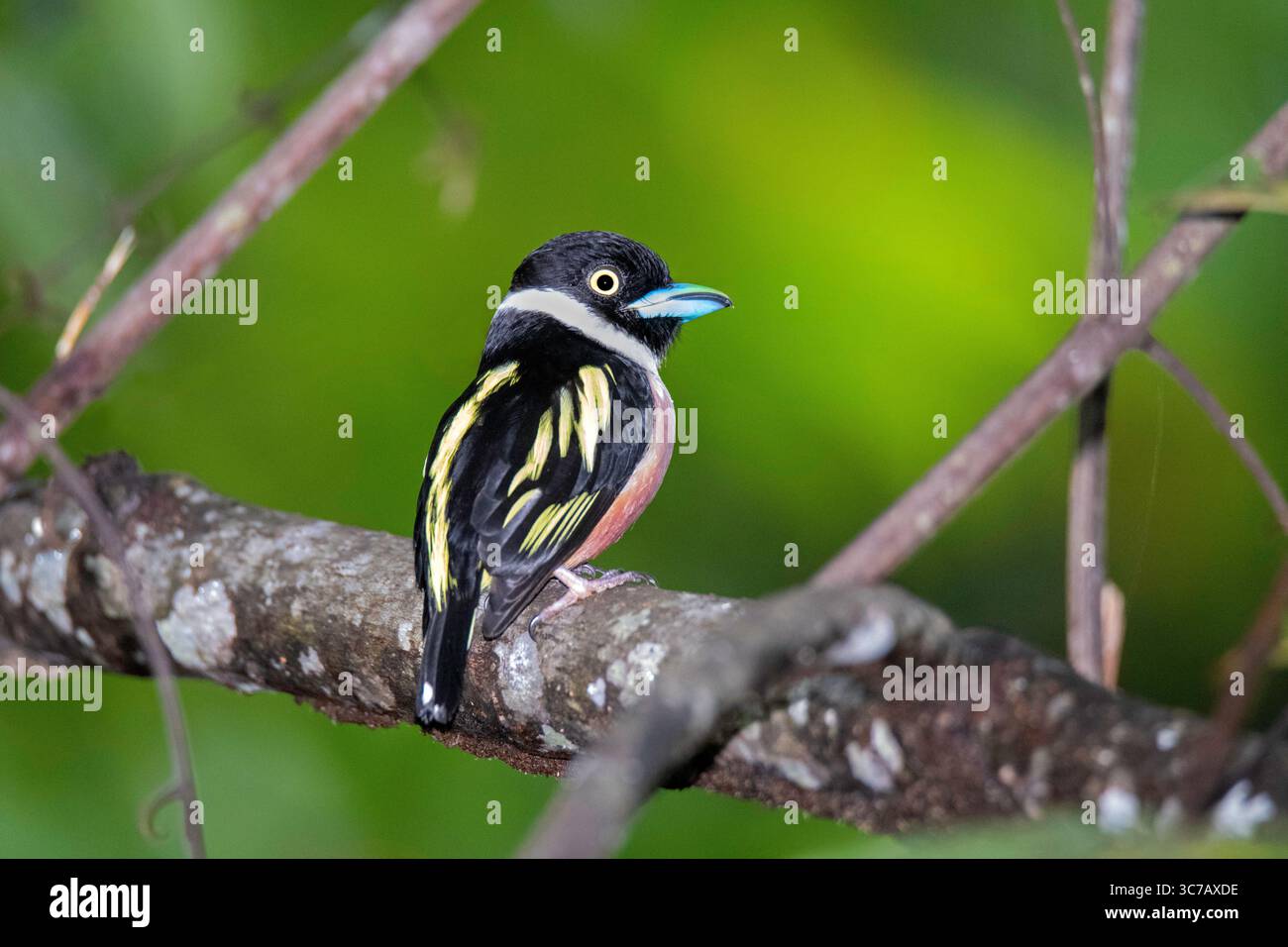 Schwarz-gelbes Broadbill Eurylaimus ochromalus Rainforest Discovery Center, Sepilok, Sabah, Boreno, Malaysia 17. November 2022 Erwachsene Euryl Stockfoto