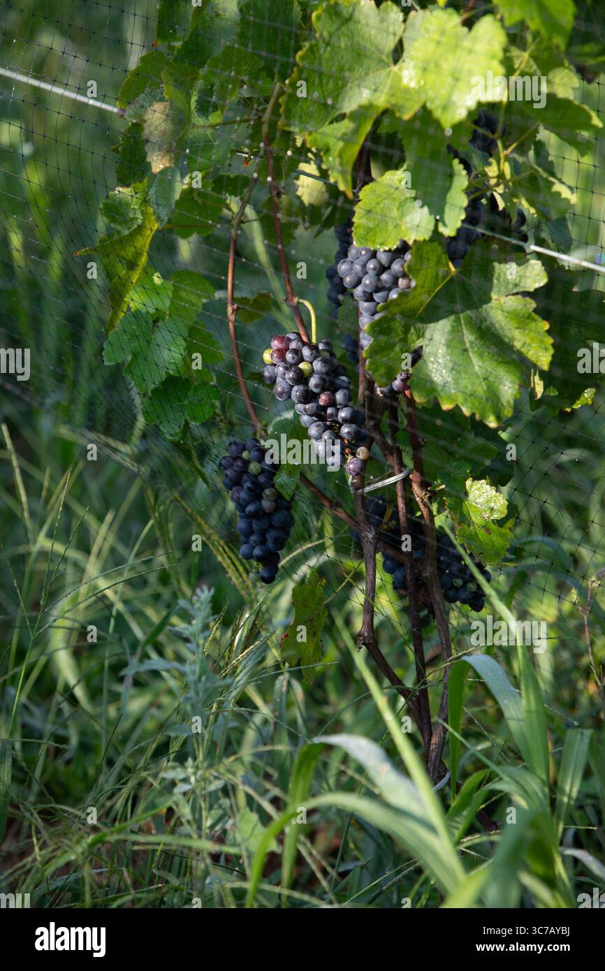 Szenen aus einem ruhigen ländlichen Sommerleben Stockfoto