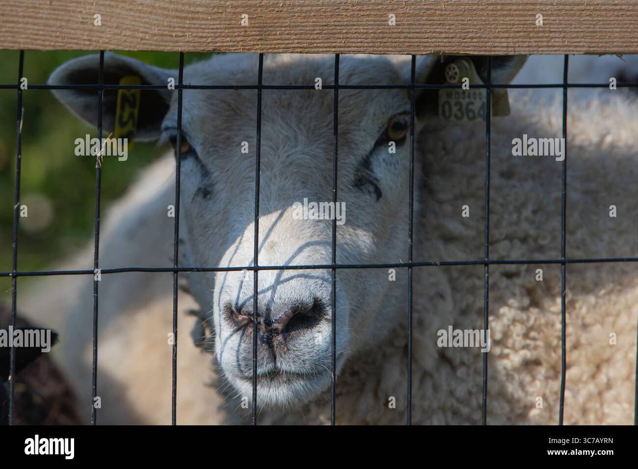 Szenen aus einem ruhigen ländlichen Sommerleben Stockfoto