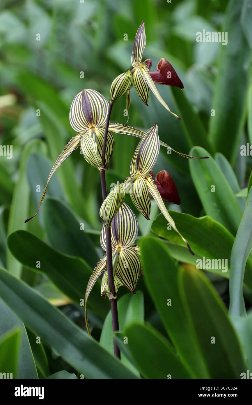 Gold von Kinabalu Orchid oder Rothschild's Slipper Orchid, Paphiopedilum rothschildianum, Orchidaceae. Borneo Island, Malaysia, Asien. Rückansicht. Stockfoto