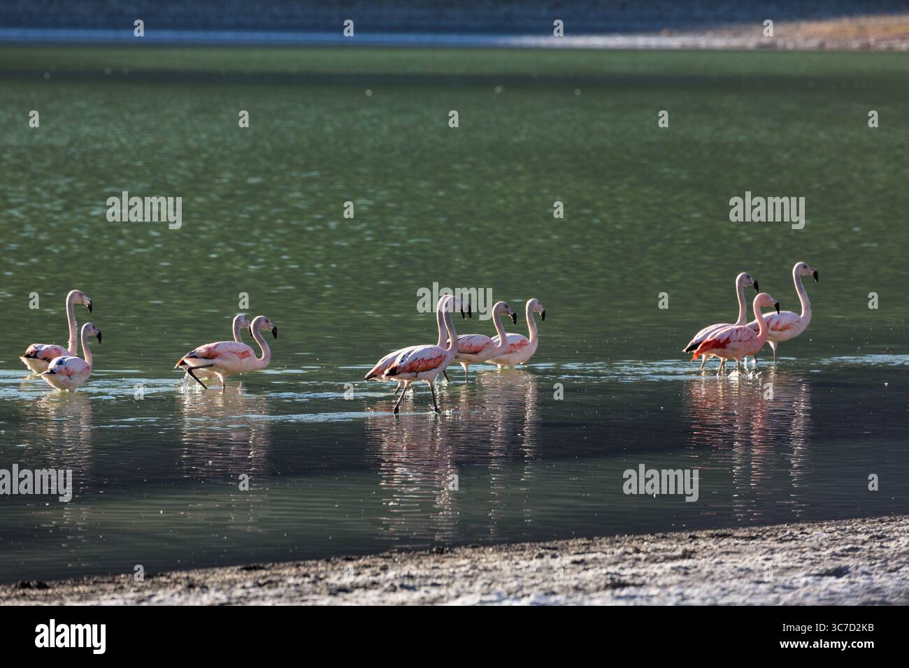 5. April 2014, Nationalpark Torres Del Paine, Magellanes, Region XII, Chile: Chilenische Flamingos, Phoenicopterus chilensis, im Nationalpark Torres del Paine in Chile. (Kreditbild: © Jon G. Fuller/VW Pics via ZUMA Wire) Stockfoto